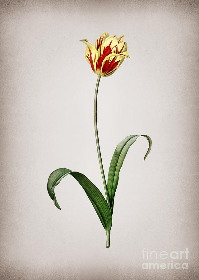 Vintage Didiers Tulip Botanical Illustration On Parchment Mixed Media