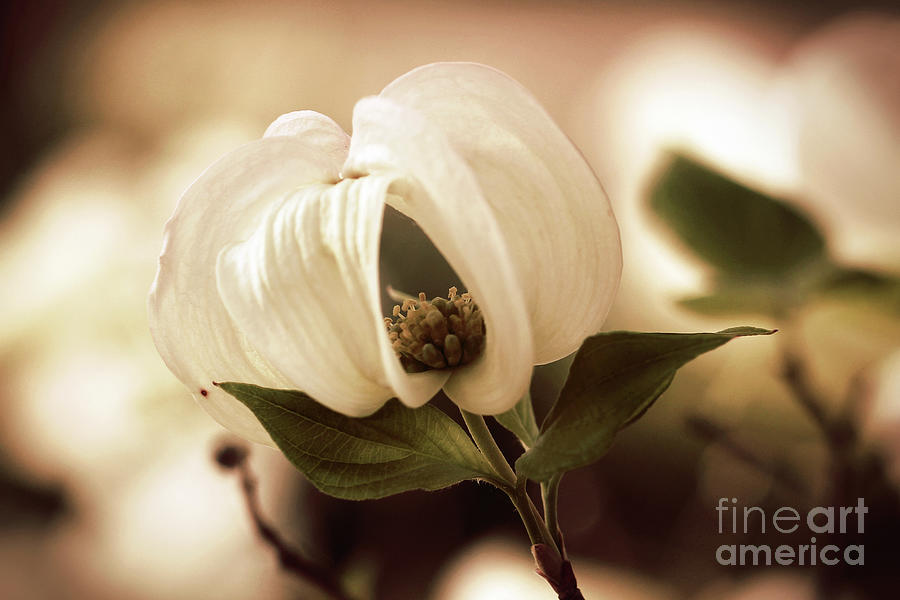 Vintage Dogwood on the Verge of Blooming Photograph by Tina Uihlein