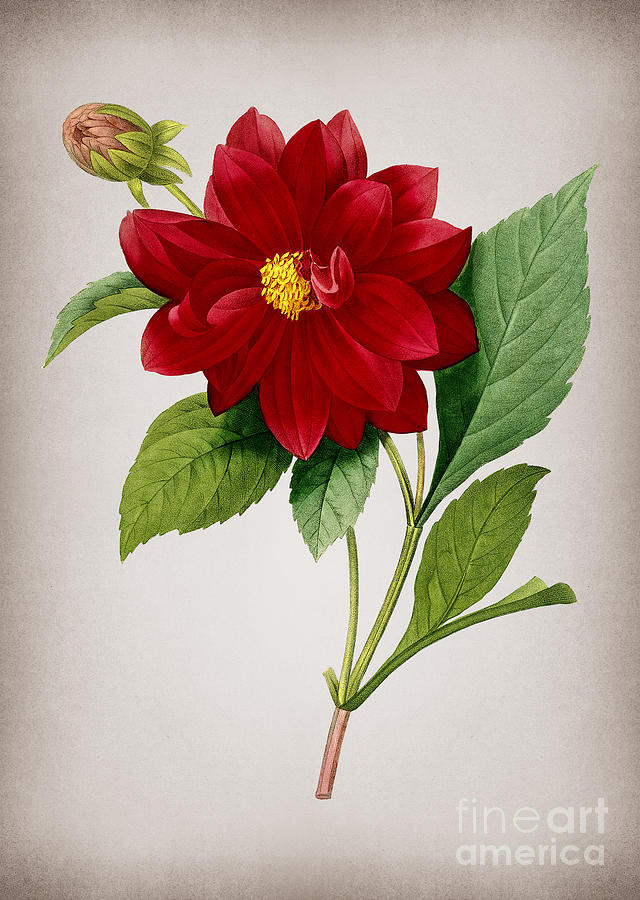 Vintage Double Dahlias Botanical Illustration on Parchment Mixed Media by Holy Rock Design