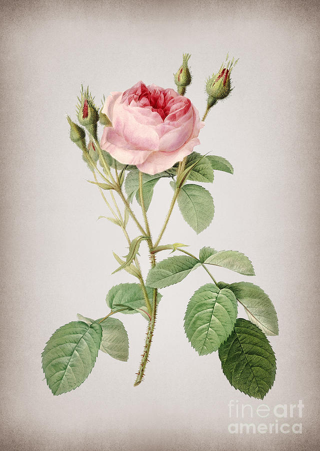 Vintage Double Moss Rose Botanical Illustration on Parchment Mixed