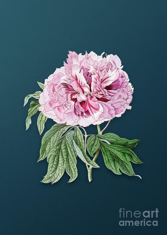 Vintage Double Red Curled Tree Peony Botanical Art on Teal Blue n.0026 Painting by Holy Rock Design