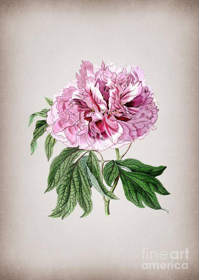 Vintage Double Red Curled Tree Peony Botanical Illustration on Parchment Mixed Media by Holy Rock Design