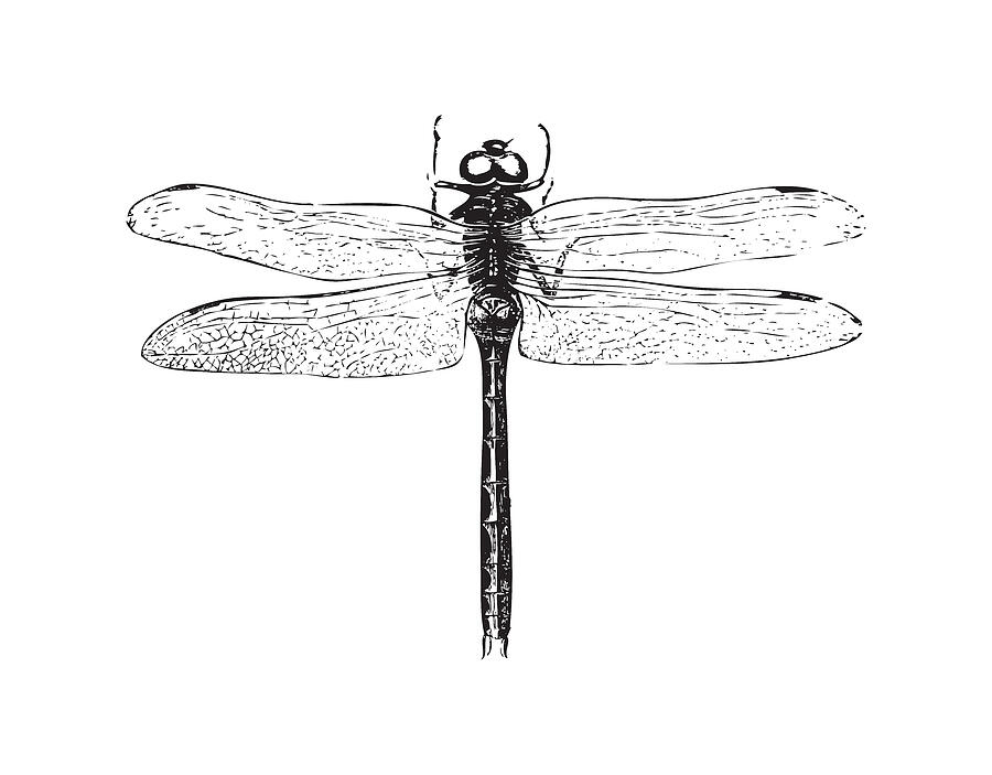 Vintage Dragonfly - Black and White Digital Art by Eclectic at Heart