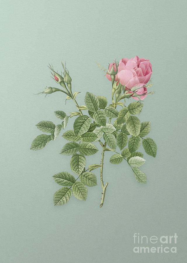Vintage Dwarf Damask Rose Botanical Art on Mint Green n.0499 Mixed Media by Holy Rock Design