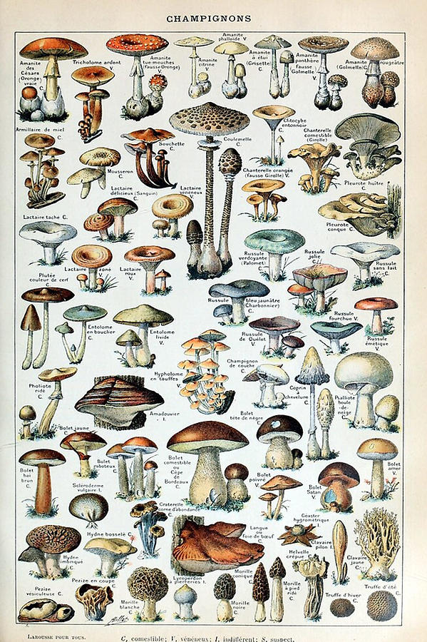 Vintage Edible Mushroom Chart Digital Art by Andrew Labelle - Fine Art ...