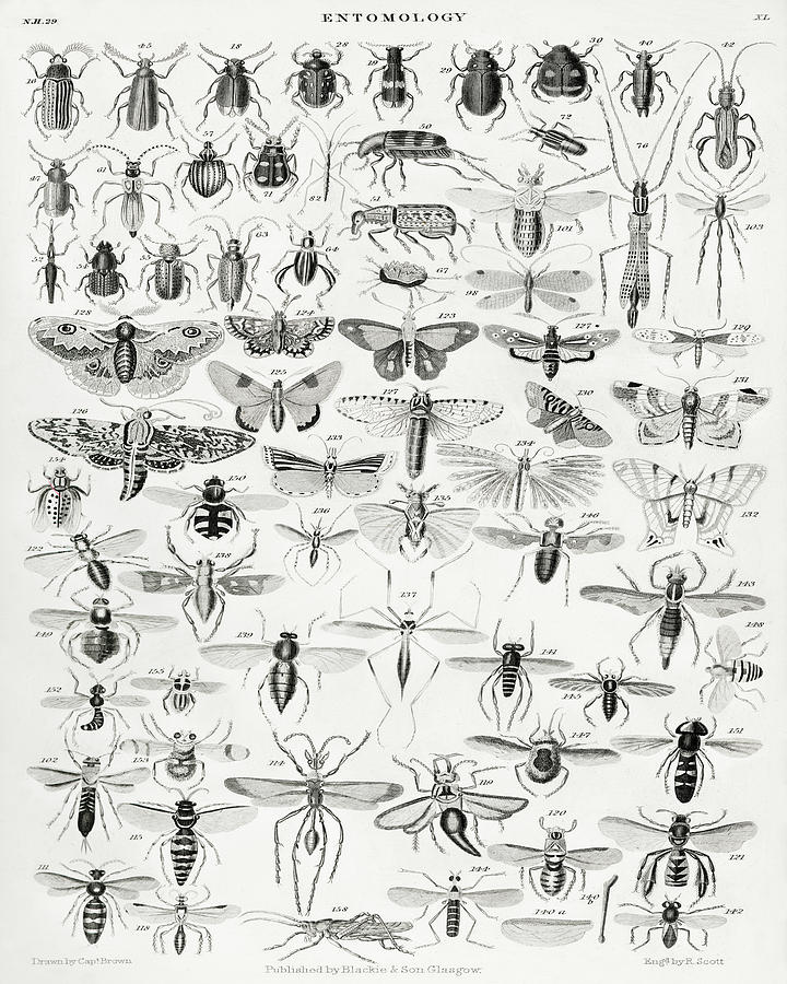 Vintage Entomology Art Print Digital Art by Fowler Astbury | Fine Art ...