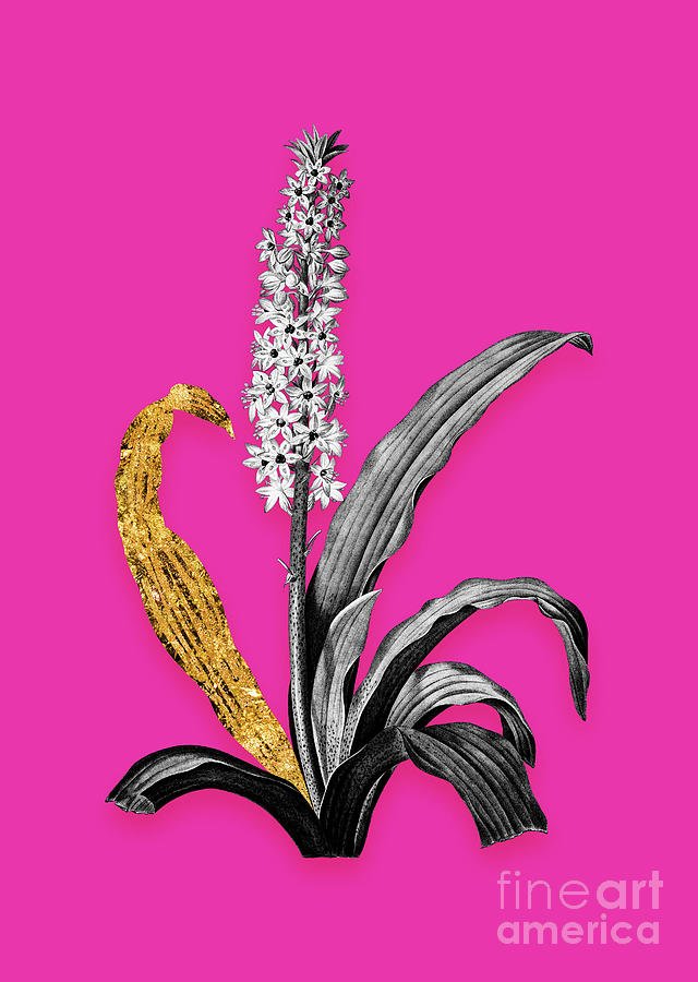 Vintage Eucomis Punctata Black And White Gilded Floral Art On Hot Pink N.0955 Mixed Media