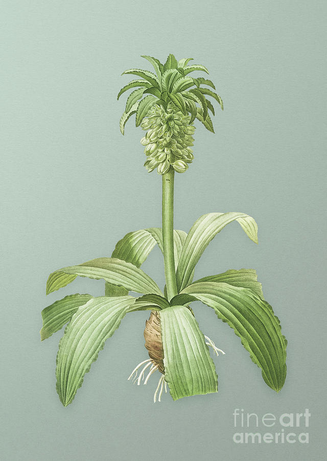 Vintage Eucomis Regia Botanical Art on Mint Green n.0505 Mixed Media by Holy Rock Design