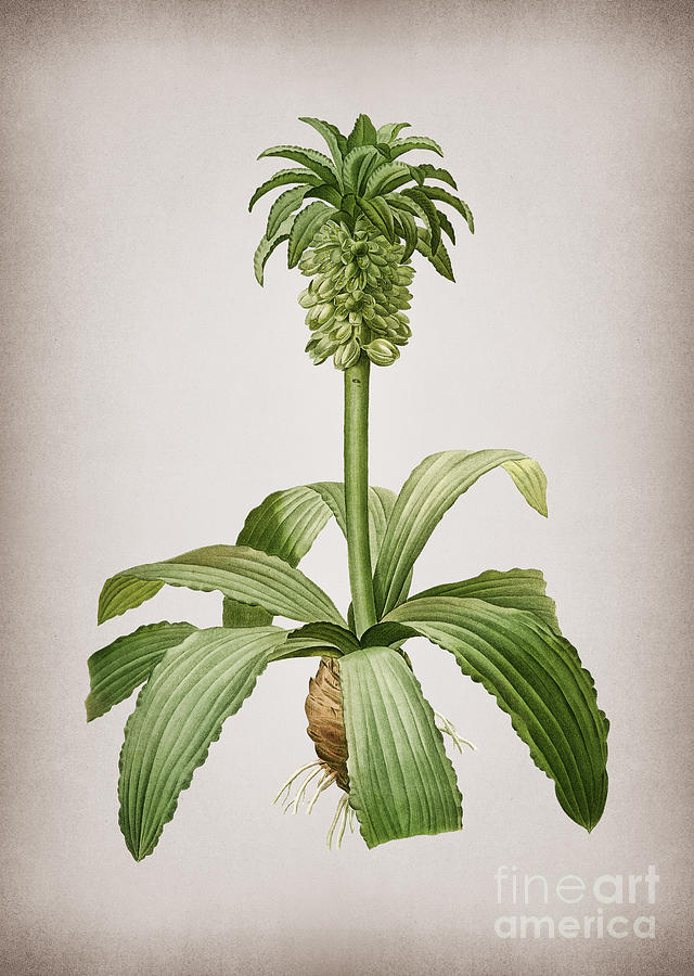 Vintage Eucomis Regia Botanical Illustration on Parchment Mixed Media by Holy Rock Design