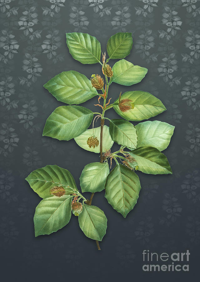 Vintage European Beech Botanical Art On Slate Gray Pattern N.4081 Mixed Media