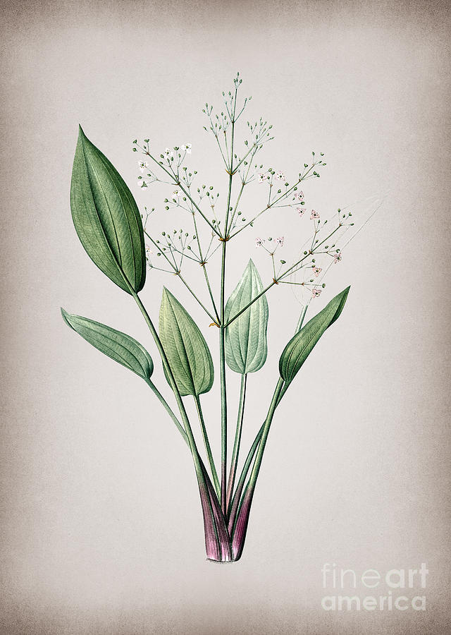 Vintage European Water Plantain Botanical Illustration on Parchment Mixed Media by Holy Rock Design