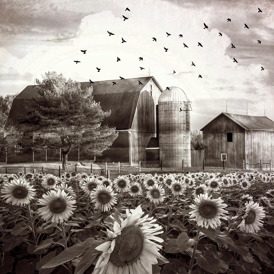 Vintage Evening Light on the Sunflowers Photograph by Debra and Dave Vanderlaan