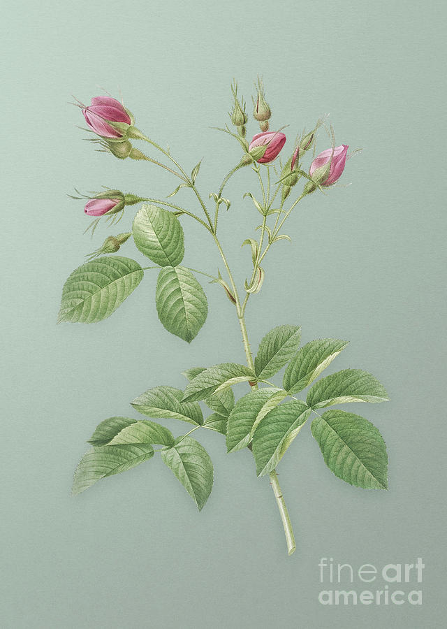 Vintage Evrats Rose with Crimson Buds Botanical Art on Mint Green n.0507 Mixed Media by Holy Rock Design