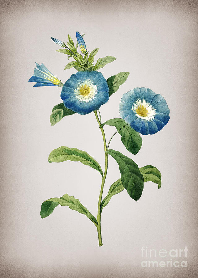 Vintage Field Bindweed Botanical Illustration on Parchment Mixed Media