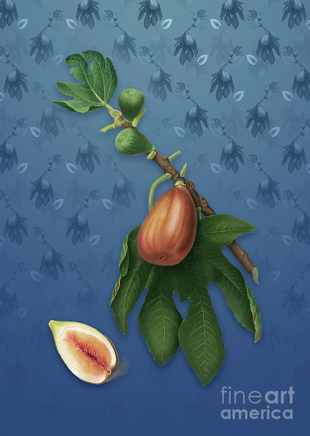Vintage Fig Botanical Art on Bahama Blue Pattern n.1357 Mixed Media by Holy Rock Design