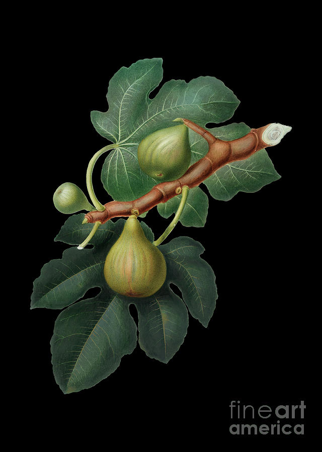 Vintage Fig Botanical Art on Solid Black n.0295 Mixed Media by Holy Rock Design