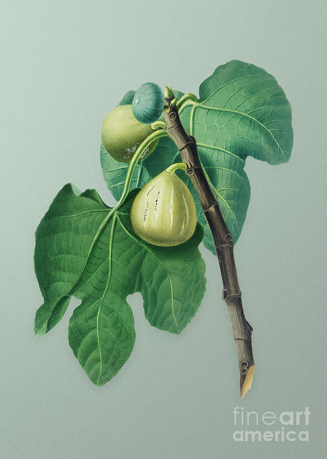 Vintage Fig Branch Botanical Art on Mint Green n.0180 Mixed Media by Holy Rock Design