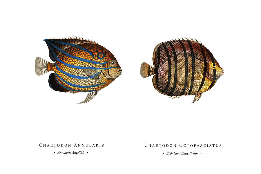Vintage Fish Illustration - Annularis Angelfish, Eightband Butterflyfish Digital Art