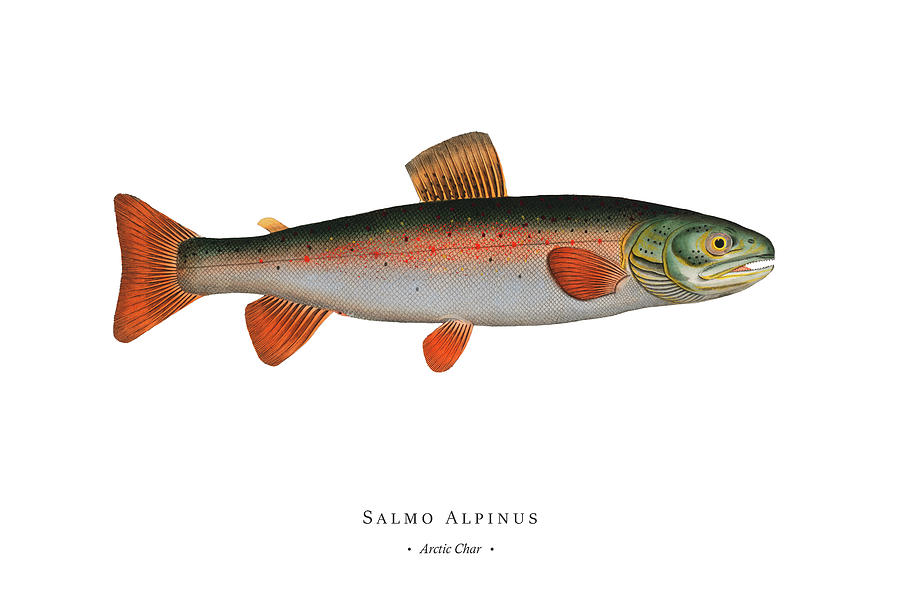 Vintage Fish Illustration - Arctic Char Digital Art by Studio Grafiikka