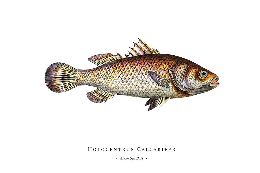 Vintage Fish Illustration - Asian Sea Bass Digital Art by Studio ...