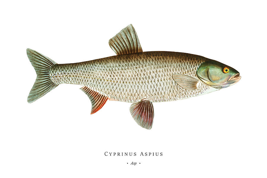 Vintage Fish Illustration - Asp Digital Art by Studio Grafiikka | Fine ...