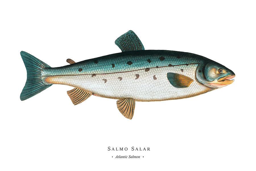 Vintage Digital Art - Vintage Fish Illustration - Atlantic Salmon by Marcus E Bloch