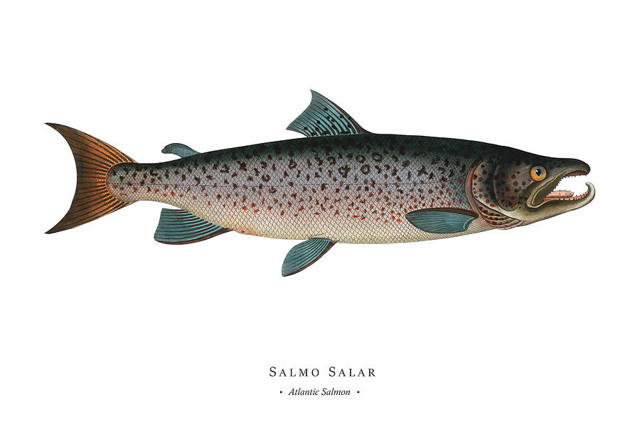 Patent77 Canvas Prints - Atlantic Salmon Fishing Lure ( Sports > Fishing art) - 26x18 in