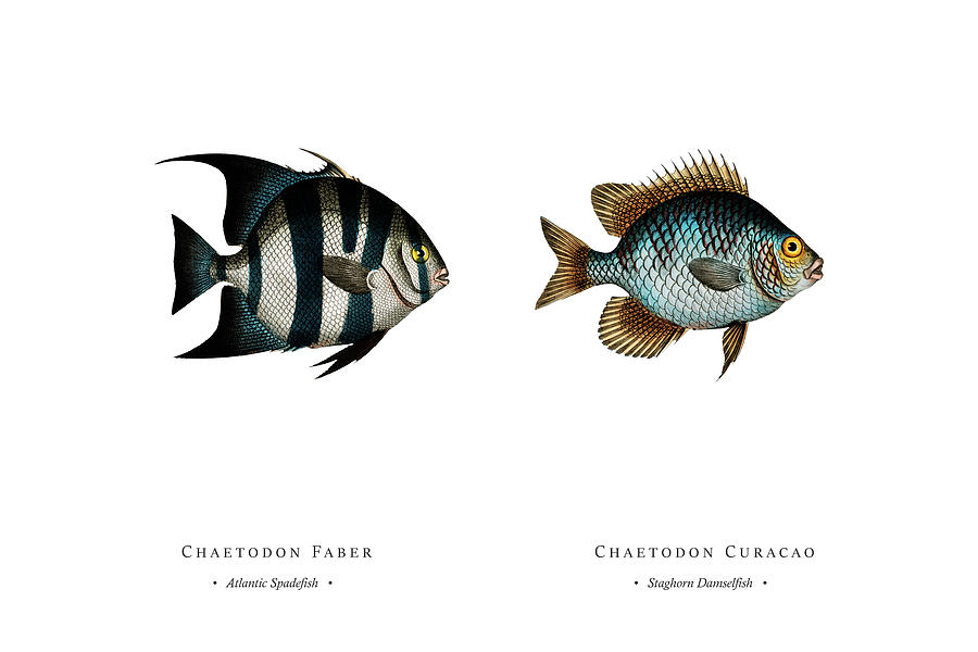 Vintage Fish Illustration - Atlantic Spadefish, Staghorn Damselfish Digital Art