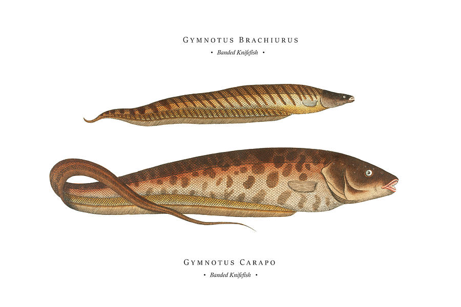 Vintage Fish Illustration - Banded Knifefish Digital Art by Studio Grafiikka