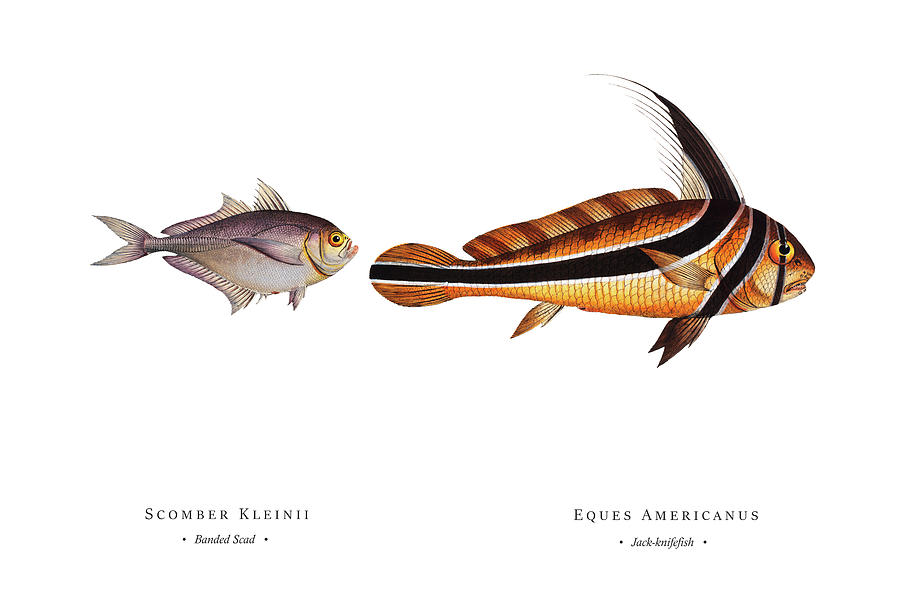 Vintage Fish Illustration - Banded Scad, Jack-knifefish Digital Art by Studio Grafiikka