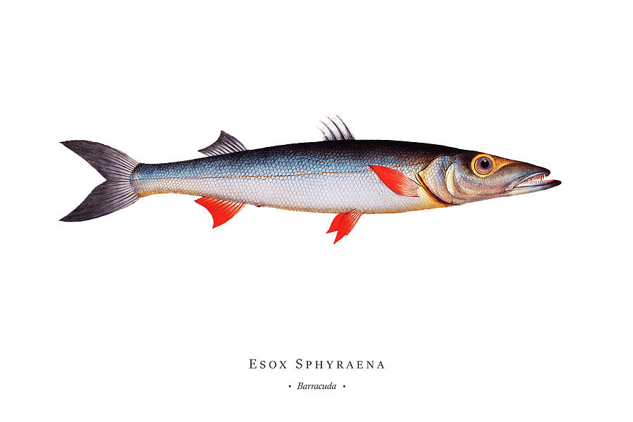 Vintage Fish Illustration - Barracuda Digital Art