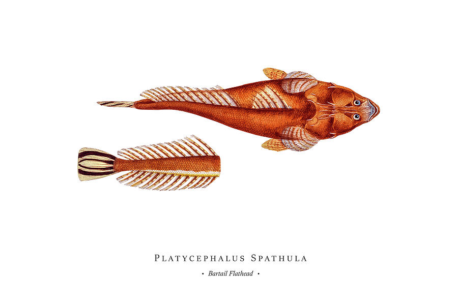 Vintage Fish Illustration - Bartail Flathead Digital Art
