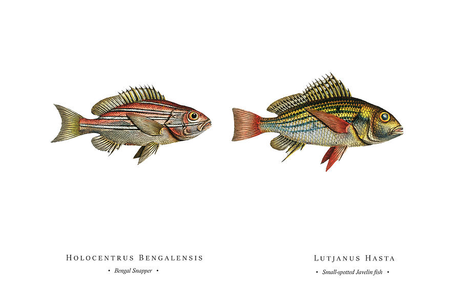 Vintage Fish Illustration - Bengal Snapper, Small-spotted Javelin Fish Digital Art by Studio Grafiikka