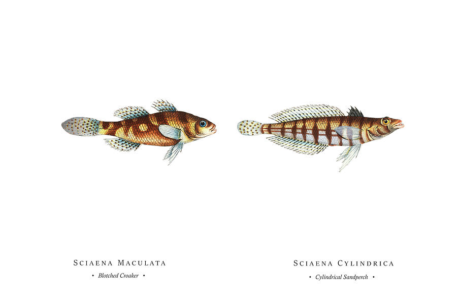 Vintage Fish Illustration - Blotched Croaker, Cylindrical Sandperch Digital Art by Studio Grafiikka