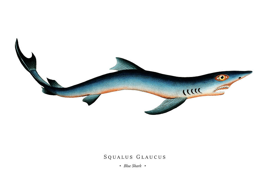 Vintage Fish Illustration - Blue Shark Digital Art by Marcus E Bloch