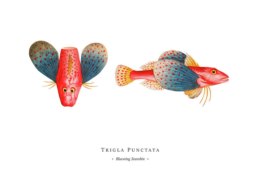 Vintage Fish Illustration - Bluewing Searobin Digital Art