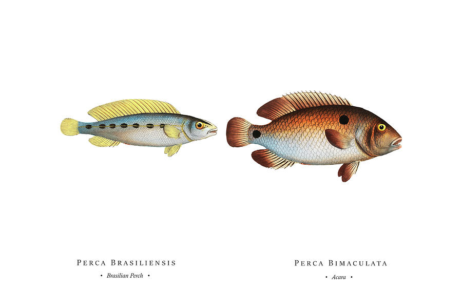 Vintage Fish Illustration - Brasilian Perch, Acara Digital Art
