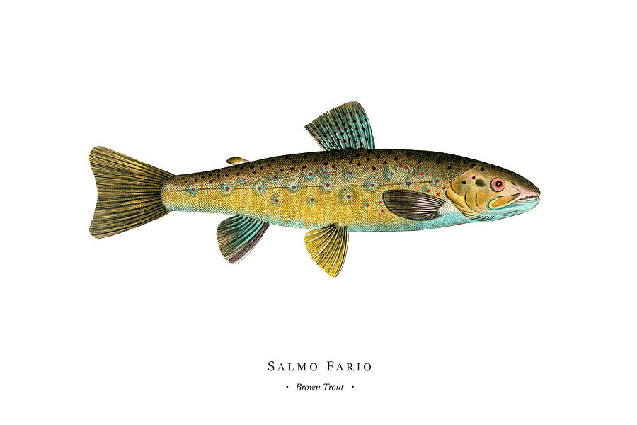 Vintage Digital Art - Vintage Fish Illustration - Brown Trout by Studio Grafiikka