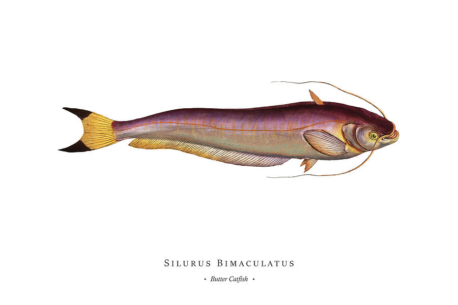 Vintage Fish Illustration - Butter Catfish Digital Art
