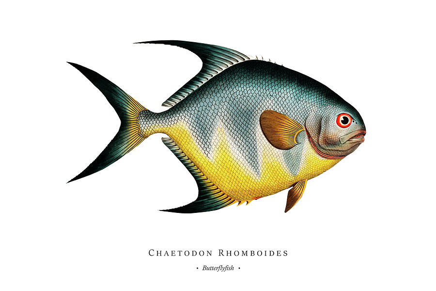Vintage Fish Illustration - Butterflyfish Digital Art by Studio Grafiikka