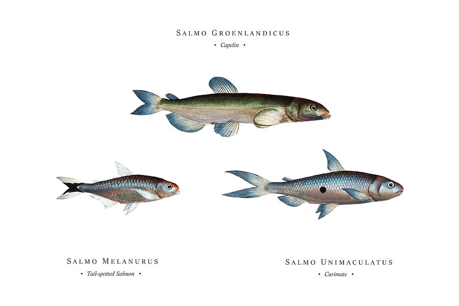 Vintage Fish Illustration - Capelin, Tail-spotted Salmon, Curimate Digital Art by Studio Grafiikka