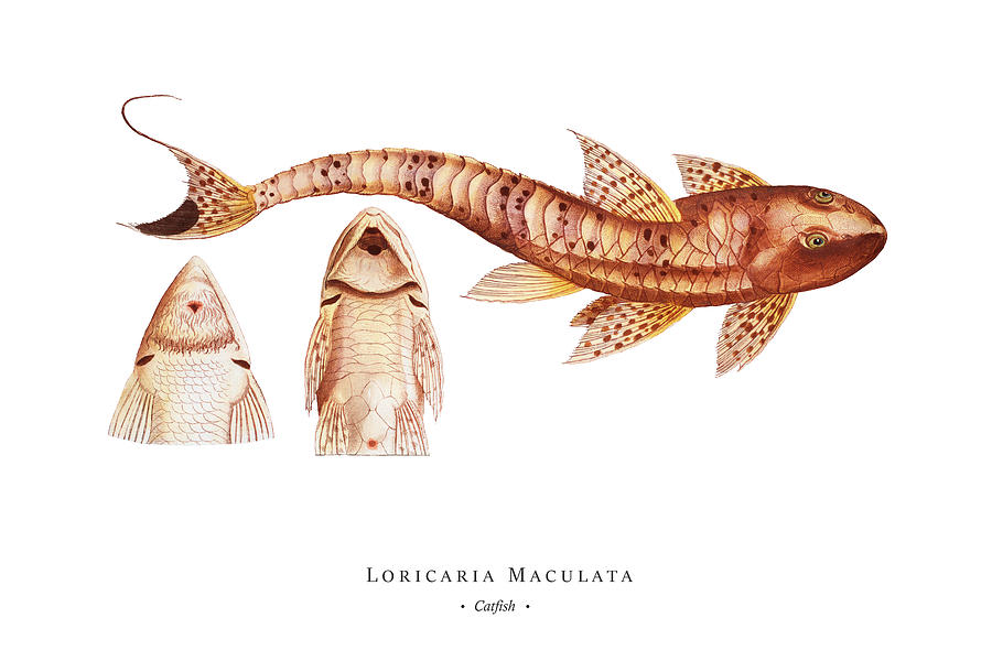 Vintage Fish Illustration - Catfish Digital Art by Studio Grafiikka