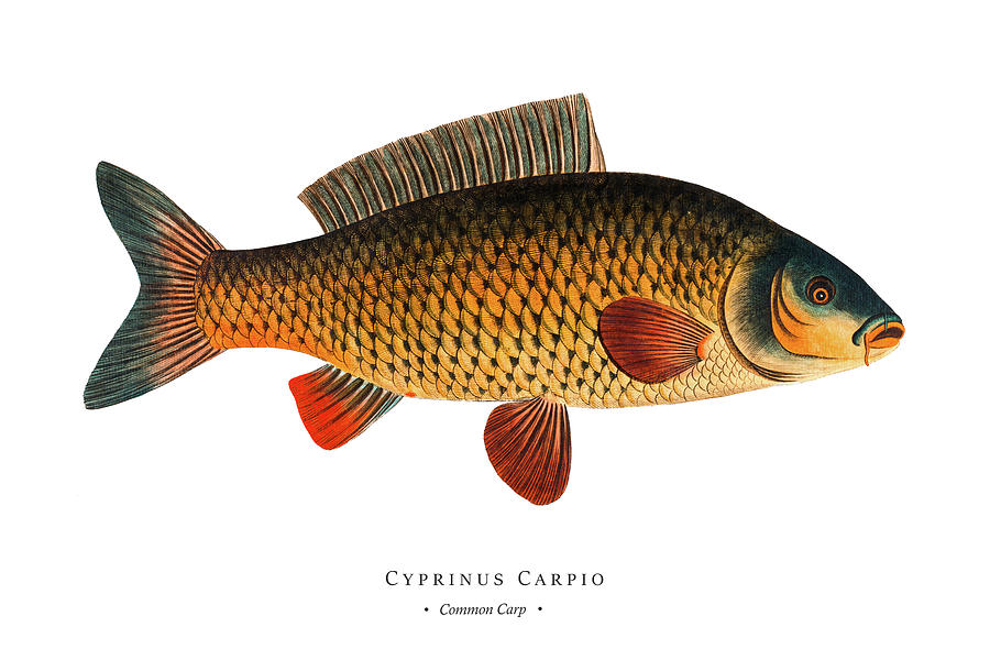 Vintage Digital Art - Vintage Fish Illustration - Common Carp by Marcus E Bloch