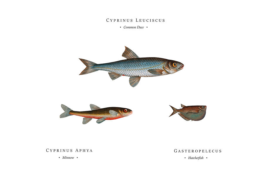 Vintage Fish Illustration - Common Dace, Minnow, Hatchetfish Digital Art by Studio Grafiikka