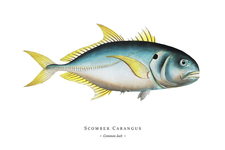 Vintage Fish Illustration - Common Jack Digital Art by Studio Grafiikka