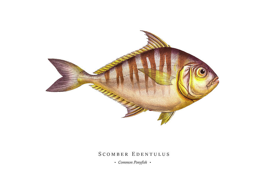 Vintage Fish Illustration - Common Ponyfish Digital Art by Studio Grafiikka