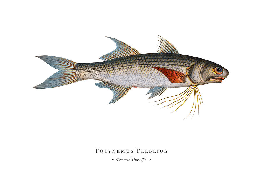 Vintage Fish Illustration - Common Threadfin Digital Art by Studio ...