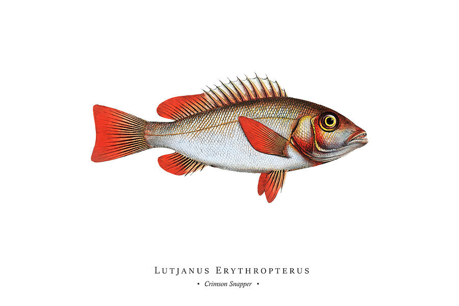 Vintage Fish Illustration - Crimson Snapper Digital Art by Marcus E Bloch