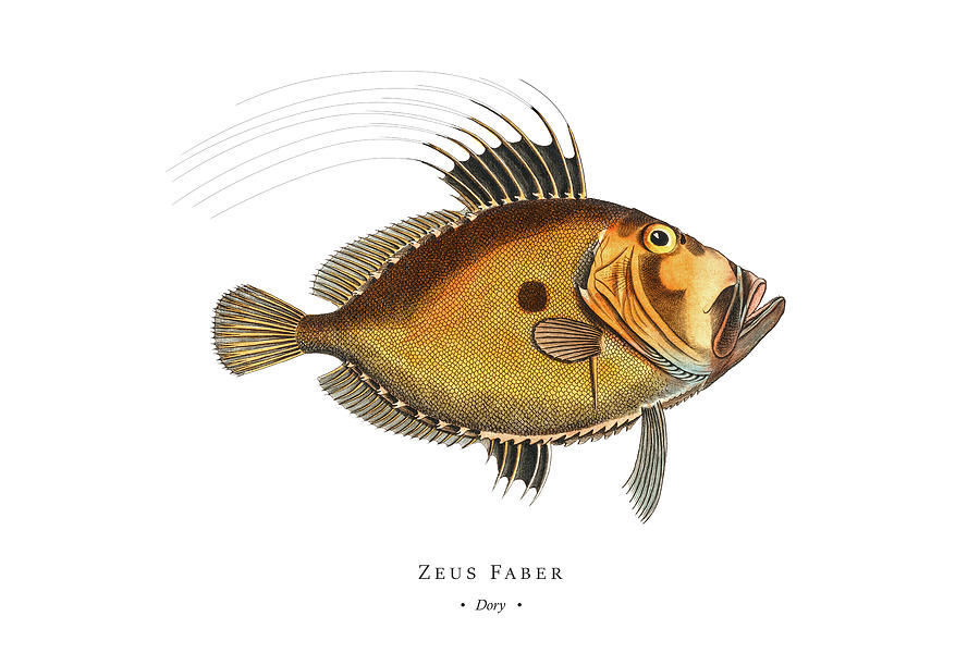 Vintage Fish Illustration - Dory Digital Art by Studio Grafiikka