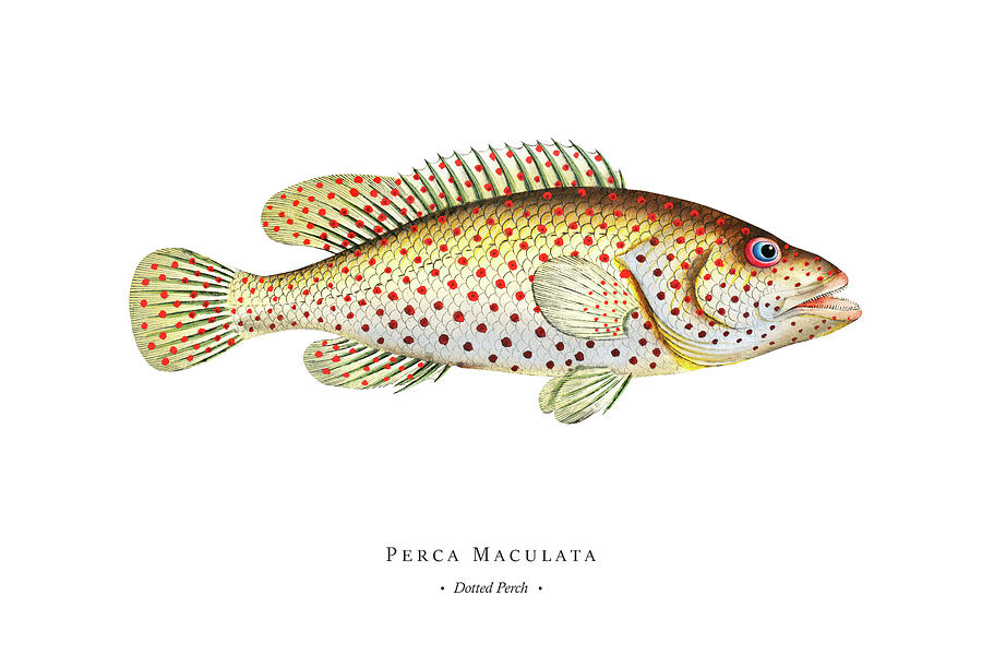 Vintage Fish Illustration - Dotted Perch Digital Art by Studio Grafiikka